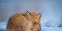 В петербургском парке вблизи жилых домов заметили лисиц 